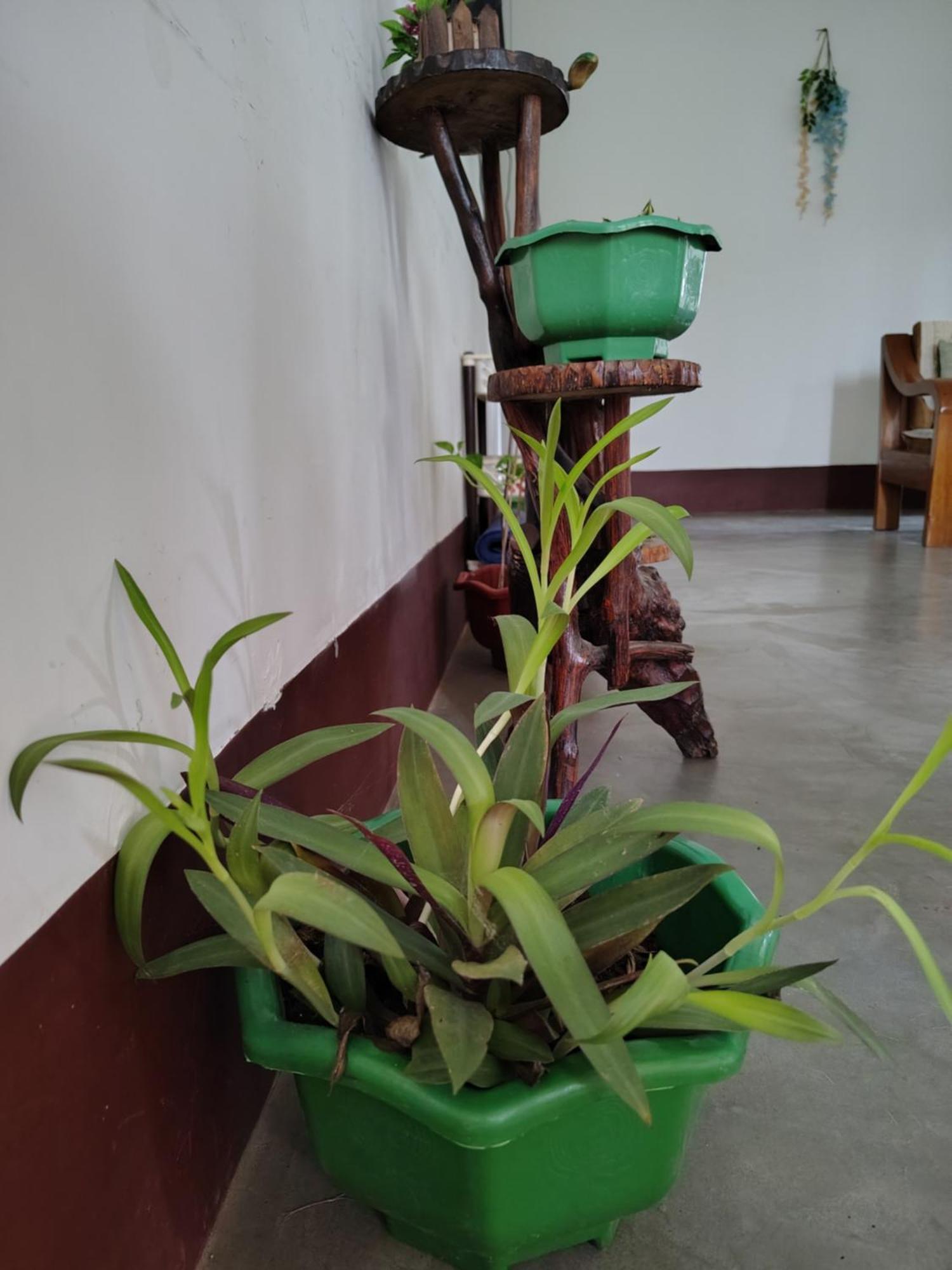 Gayatri Homestay Dibrugarh Eksteriør billede